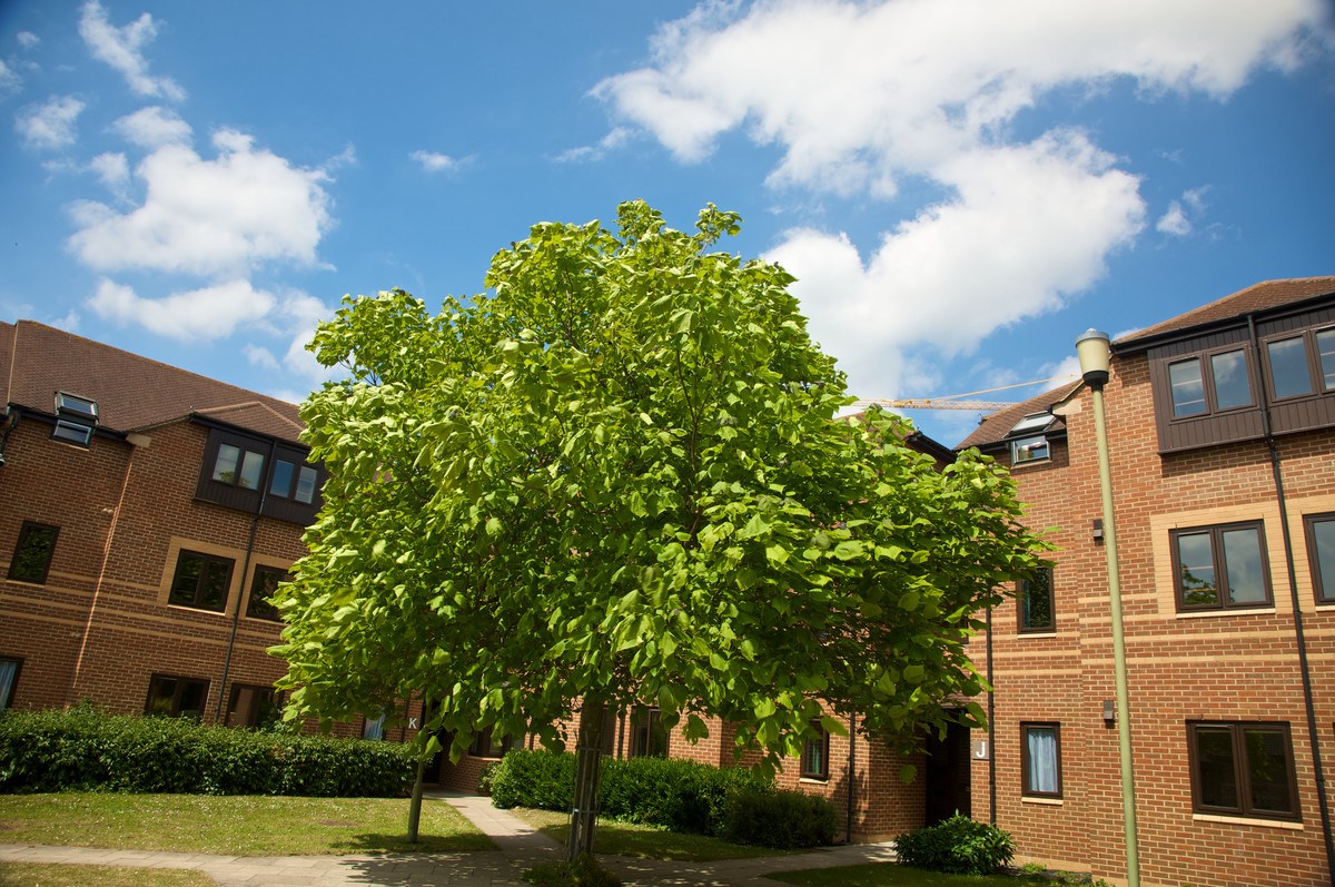 Kings Summer Academy Oxford yaz okulu görseli 3